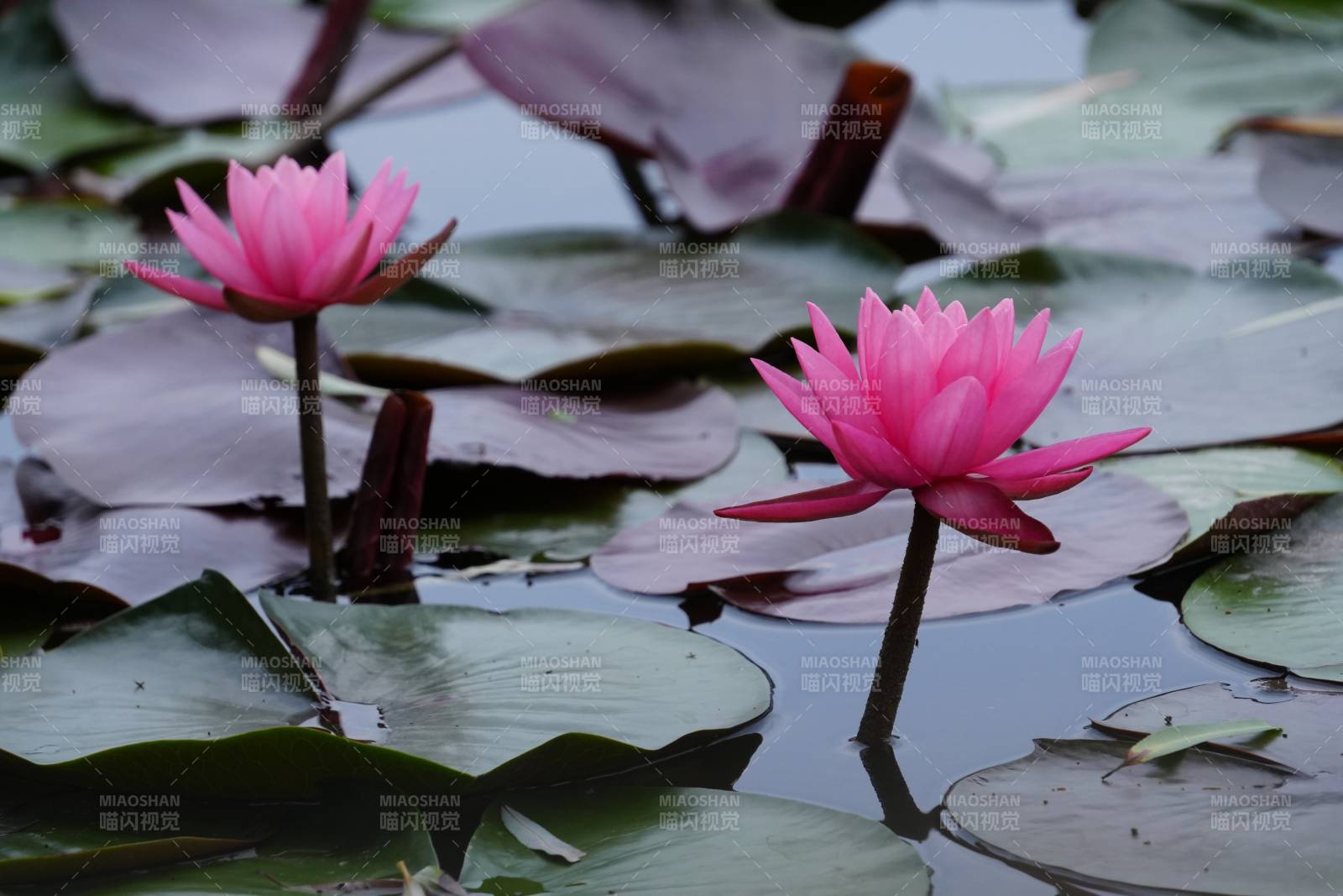 池塘中的粉色睡莲图片