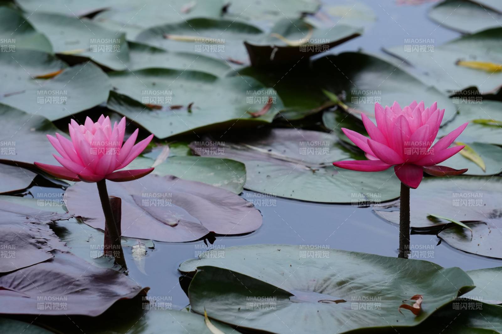 池塘中的两朵粉红色莲花图片