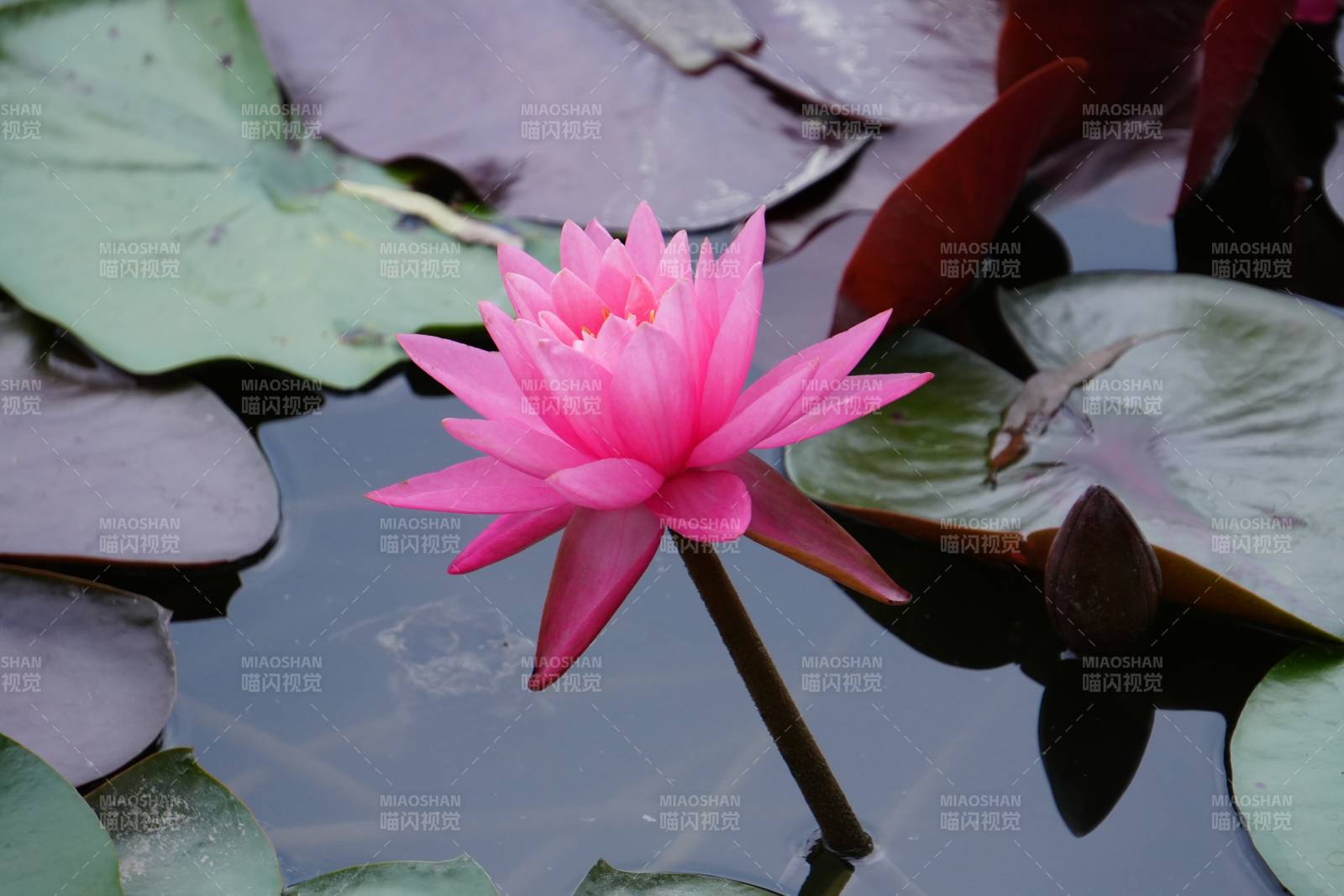 池中粉莲静绽放图片