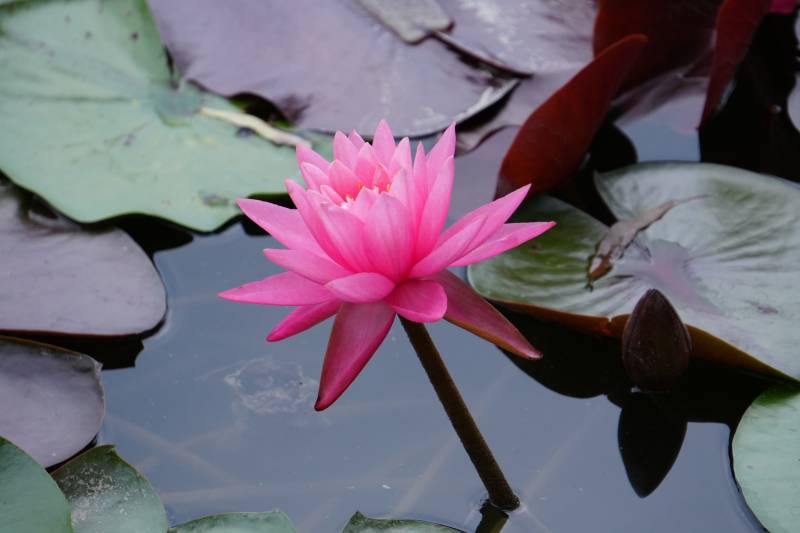 池中粉莲静绽放图片