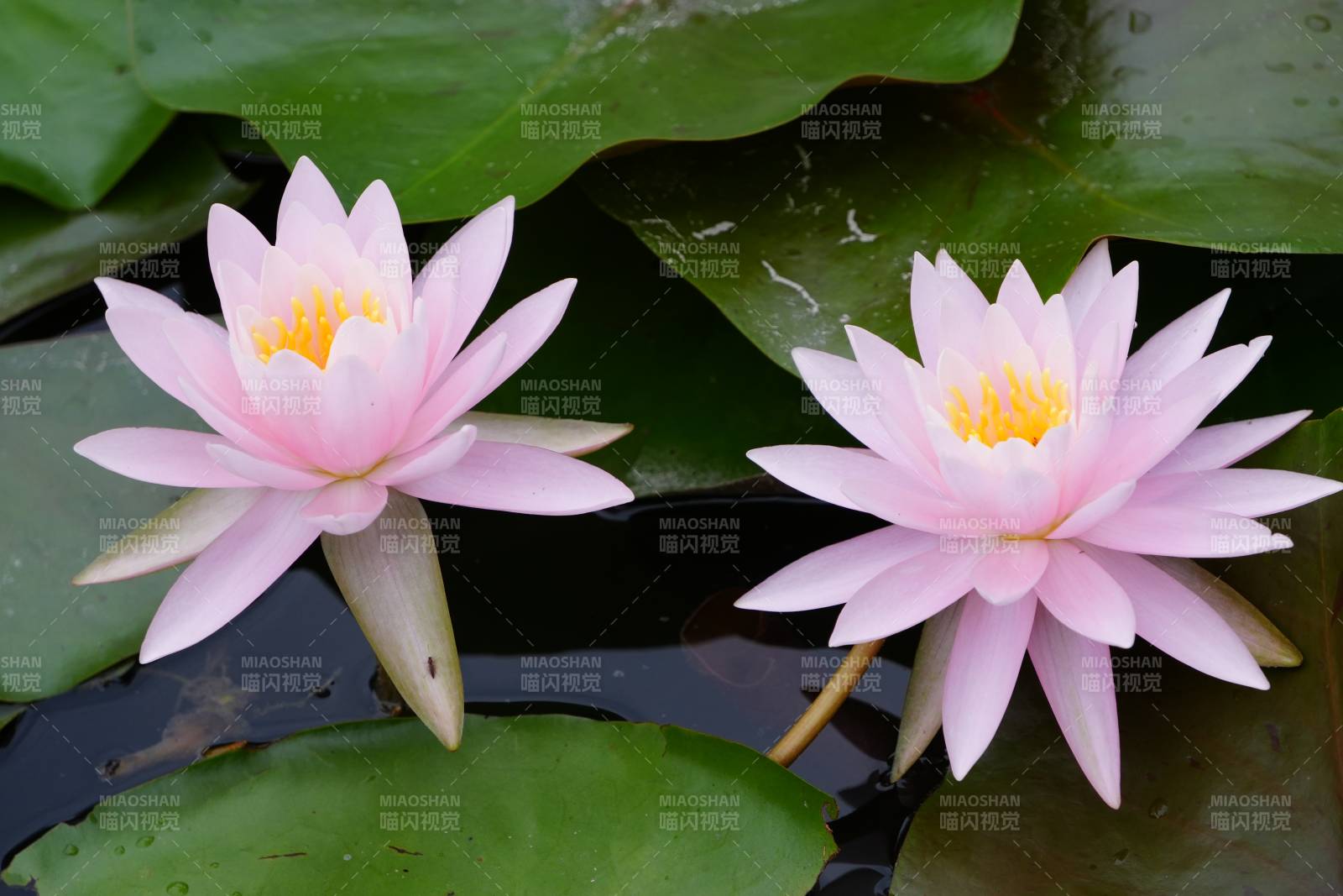 池塘中的两朵粉色睡莲图片