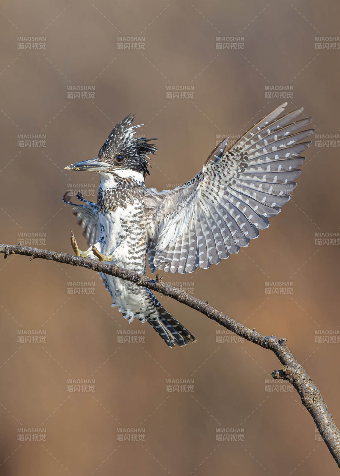 展翅的冠鱼狗图片