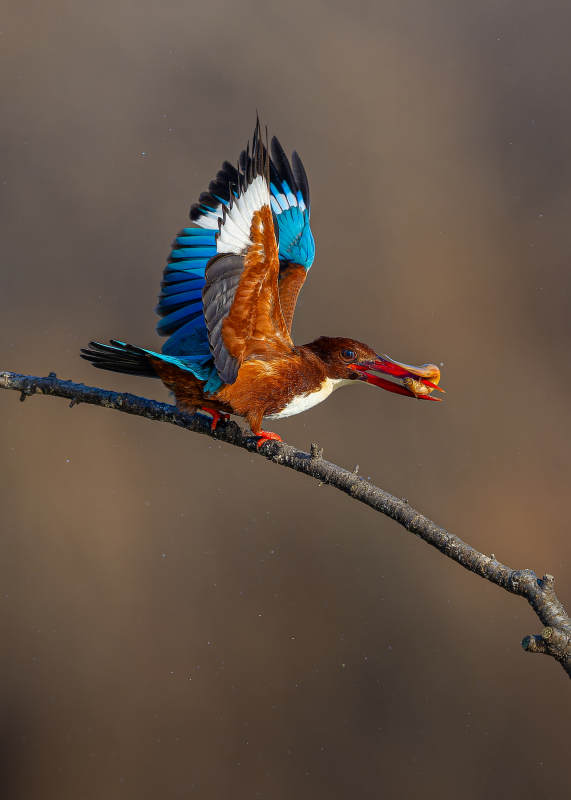 翠鸟展翅捕食瞬间图片