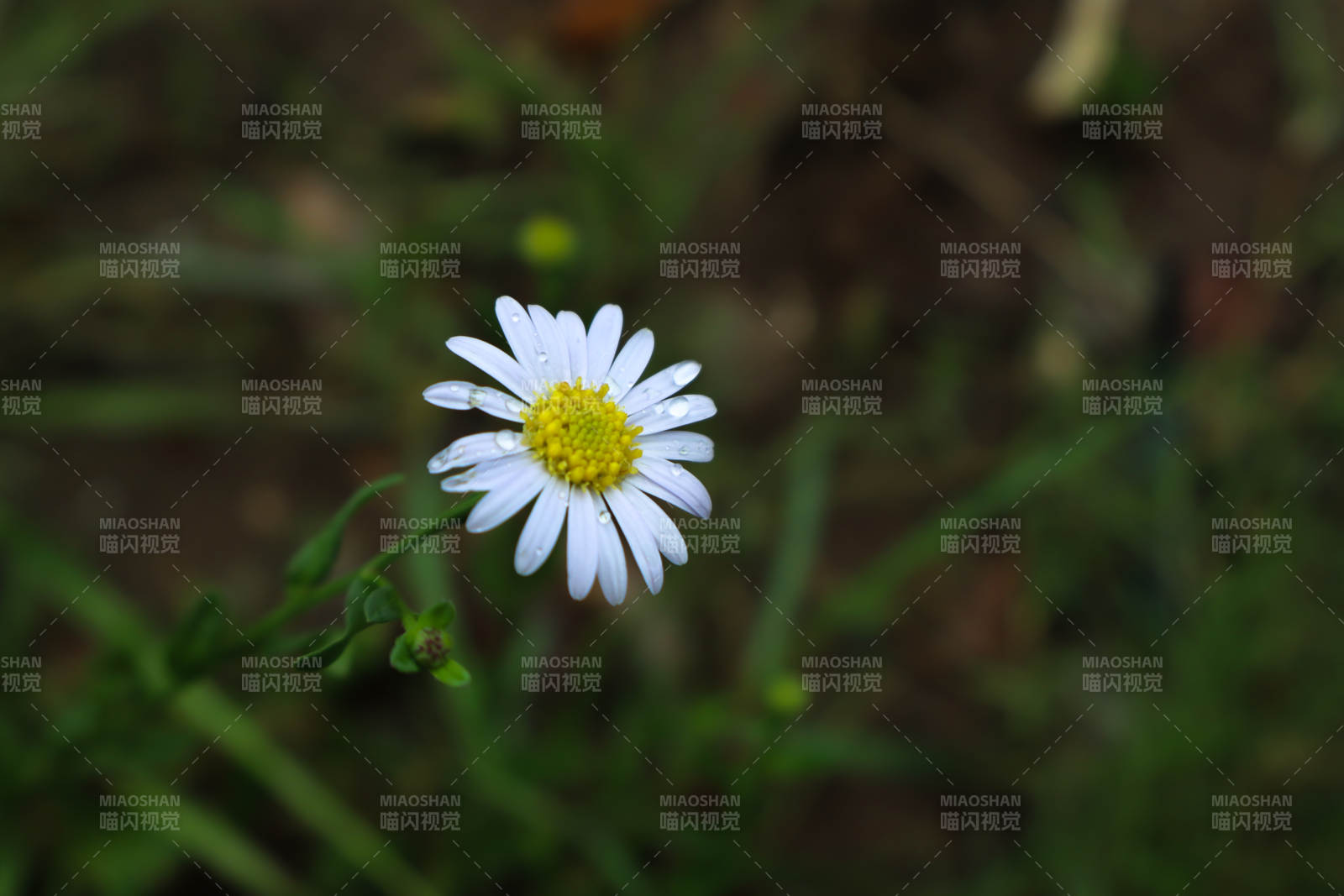 一朵洁白的小雏菊图片