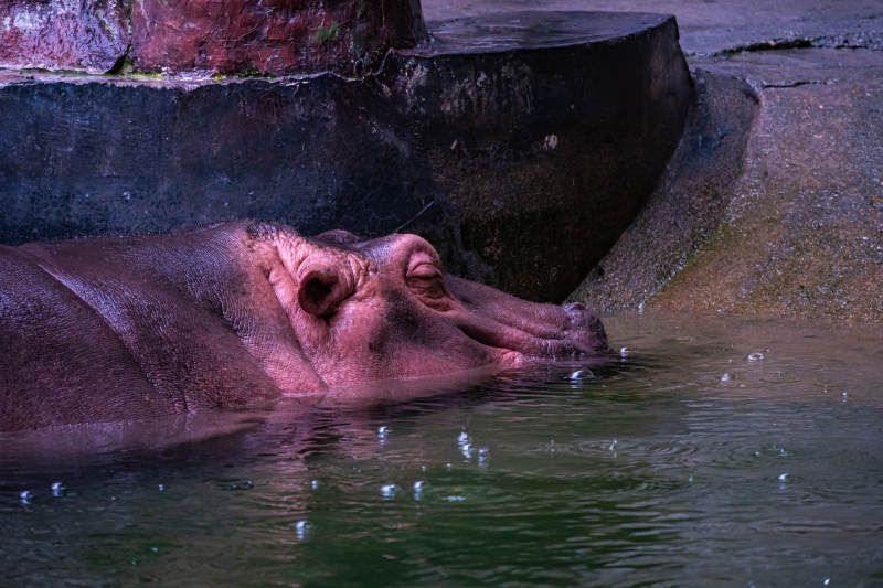 河马水中悠闲小憩图片