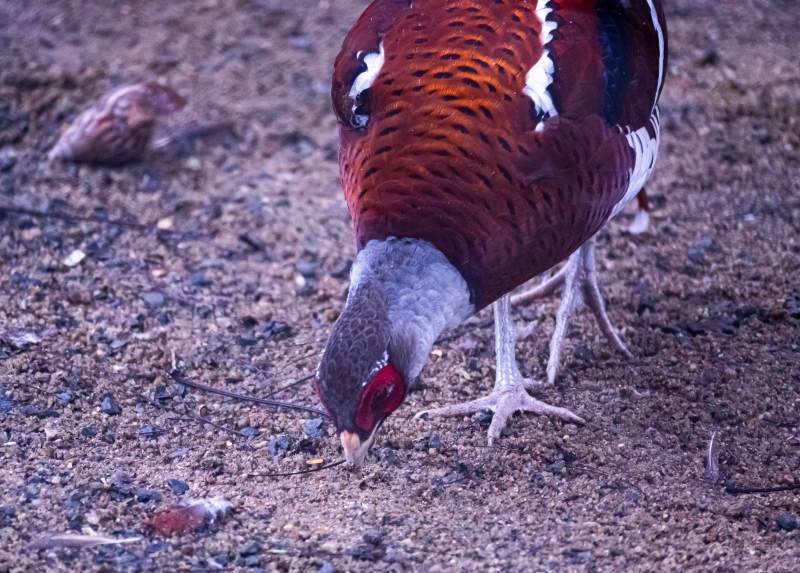 觅食的雉鸡图片