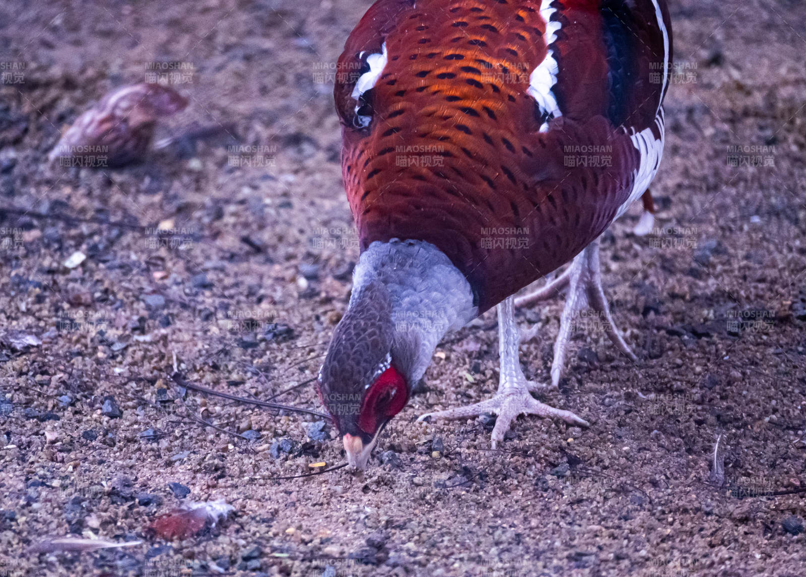 觅食的雉鸡图片