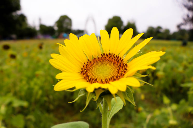 向日葵在田野中绽放图片