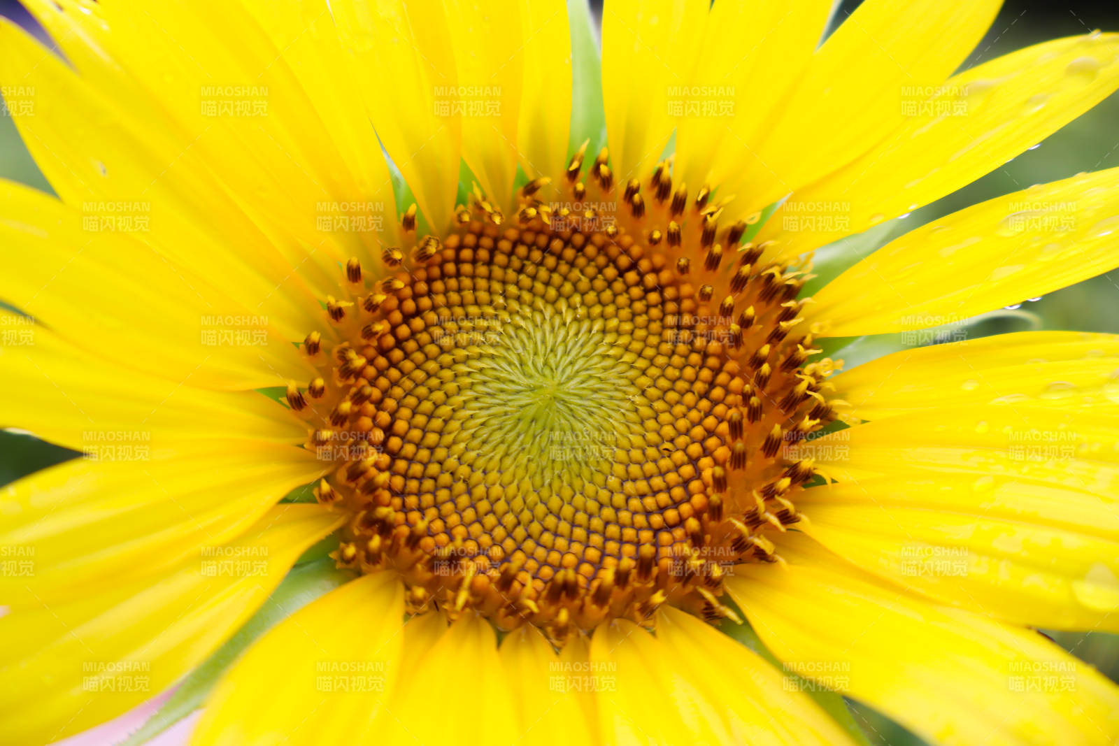 向日葵的灿烂微笑图片