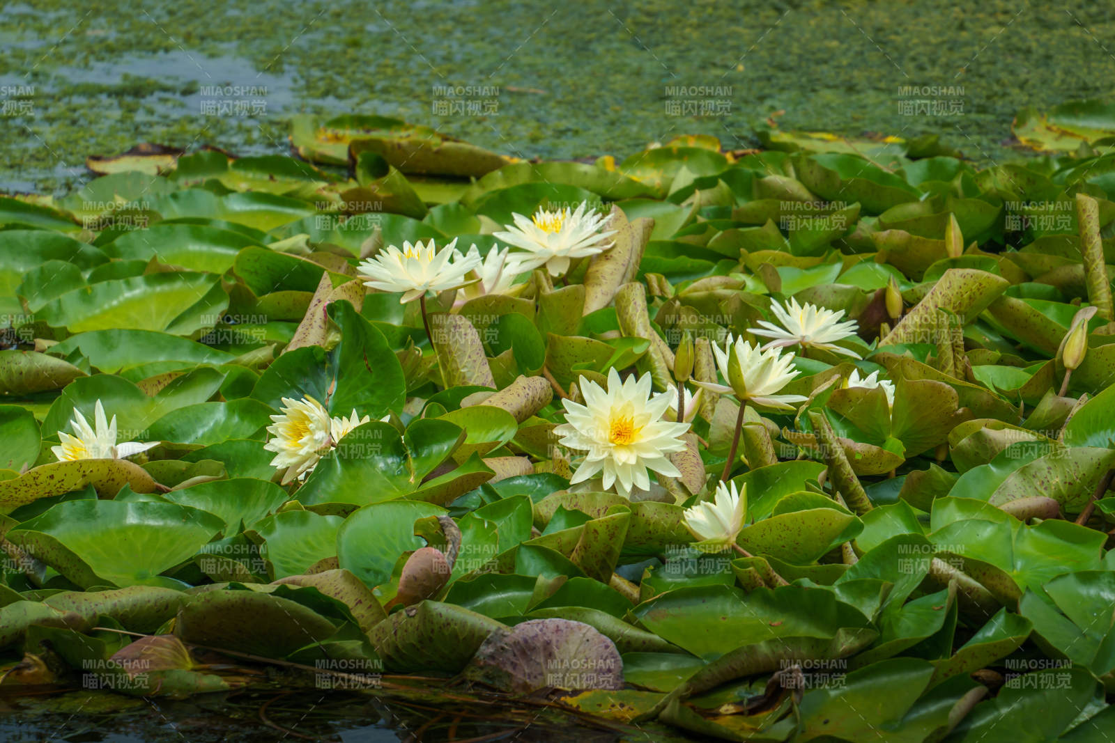 池塘中的睡莲盛开图片