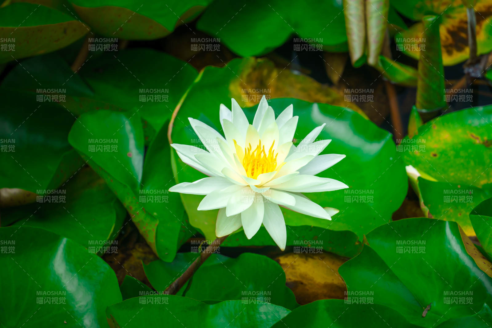 池塘中的白色睡莲图片