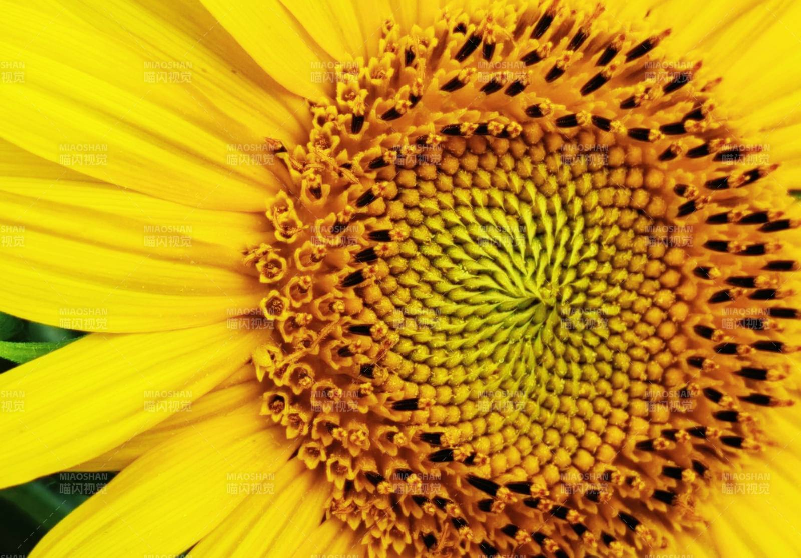 向日葵的美丽特写图片