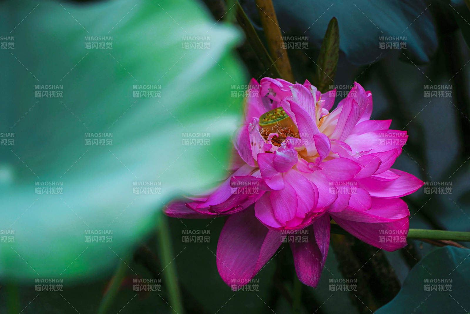 粉红莲花静谧绽放图片