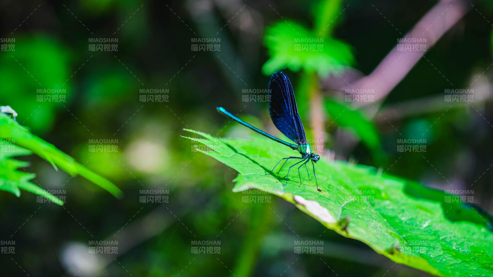 蓝蜻蜓栖息绿叶上图片