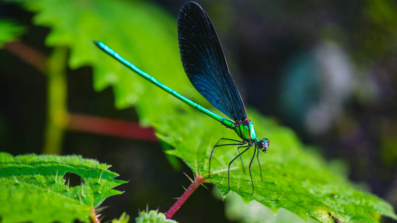蓝蜻蜓栖息绿叶间图片