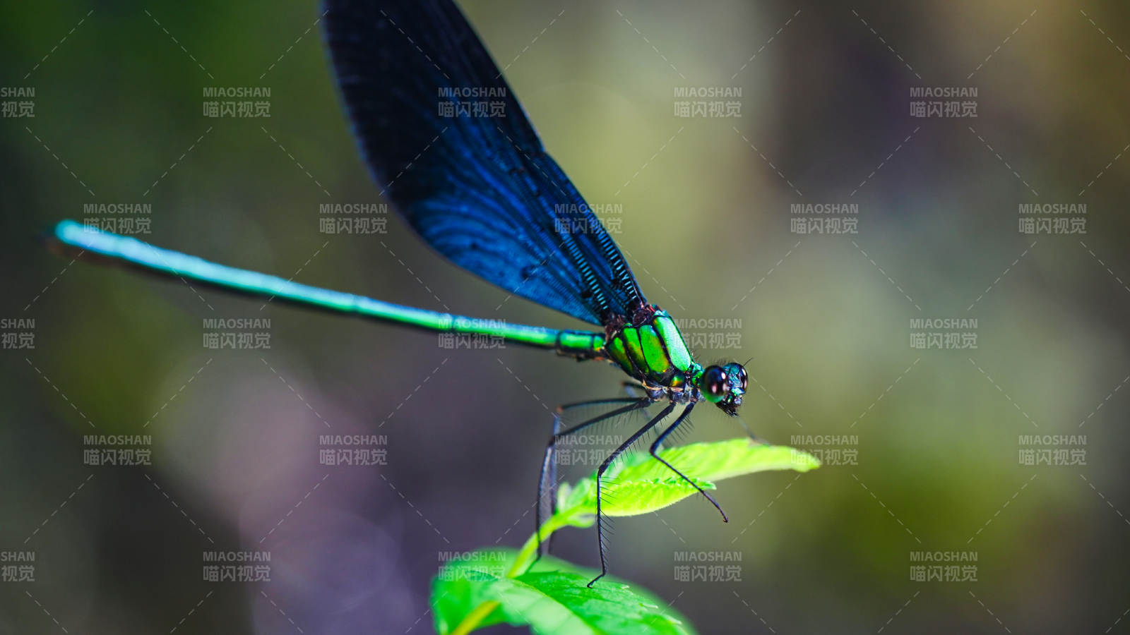 蓝蜻蜓栖息绿叶上图片