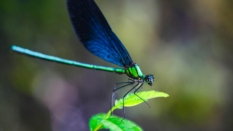 蓝蜻蜓栖息绿叶上图片