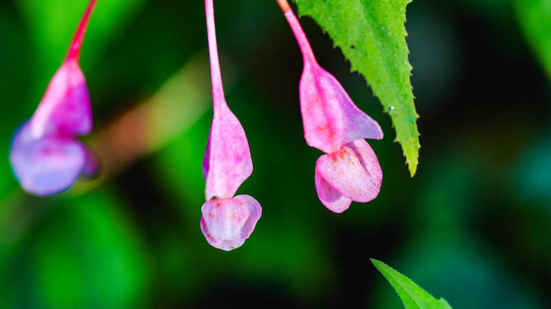 粉色秋海棠 绿叶相伴图片