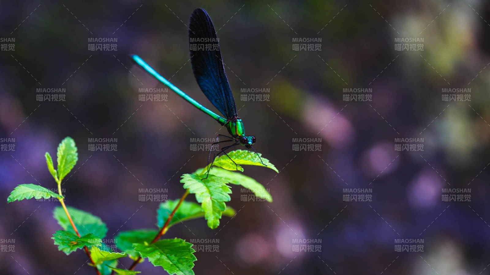 蓝蜻蜓栖息绿叶间图片