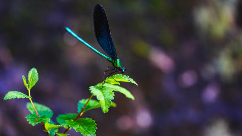 蓝蜻蜓栖息绿叶间图片
