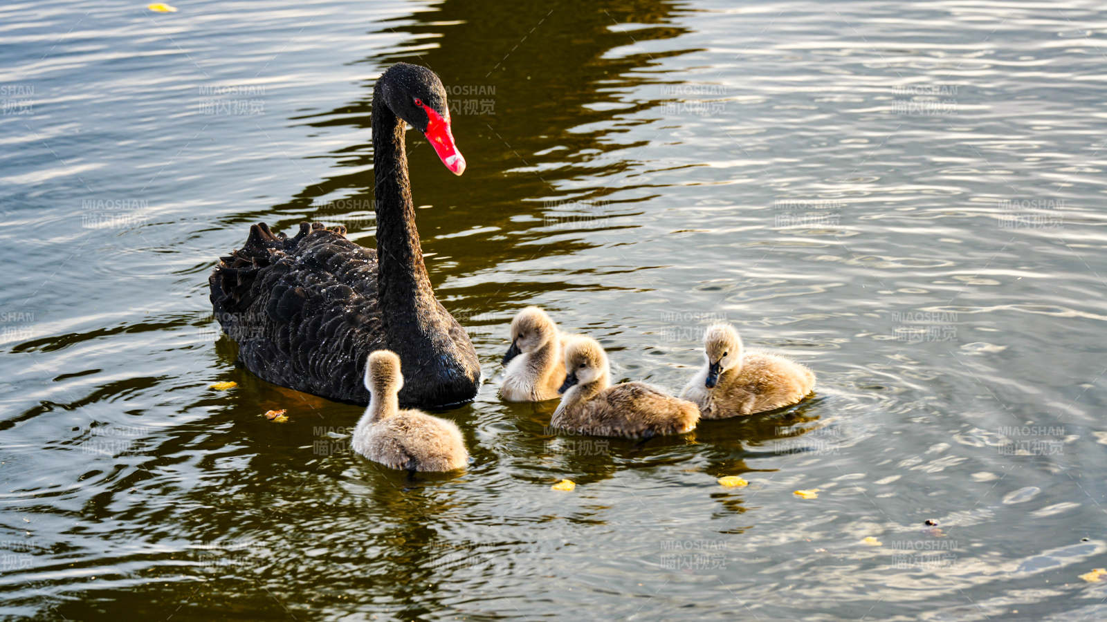 黑天鹅与幼崽在水中游弋图片