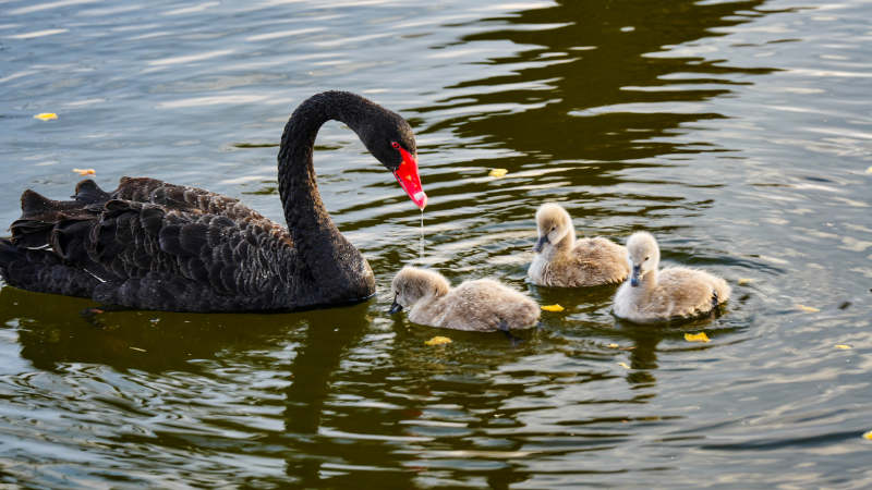 黑天鹅与小天鹅在水中图片