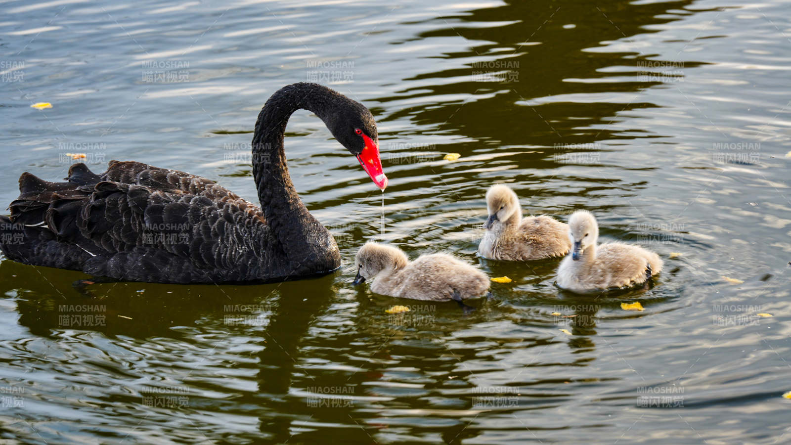 黑天鹅与小天鹅在水中图片