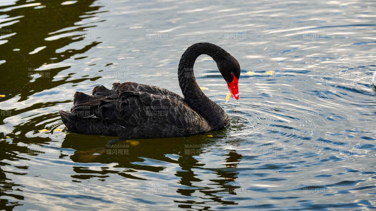 湖中优雅的黑天鹅图片