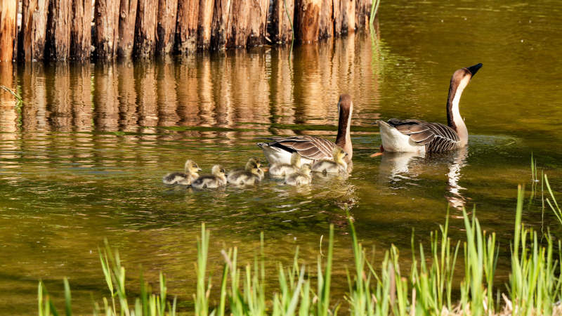 灰雁水中游图片