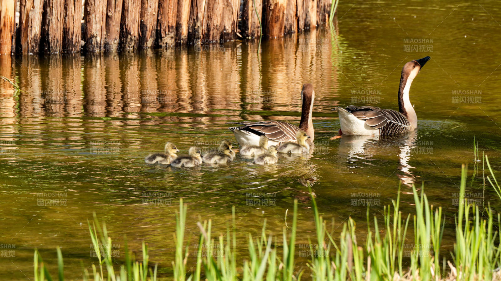 灰雁水中游图片