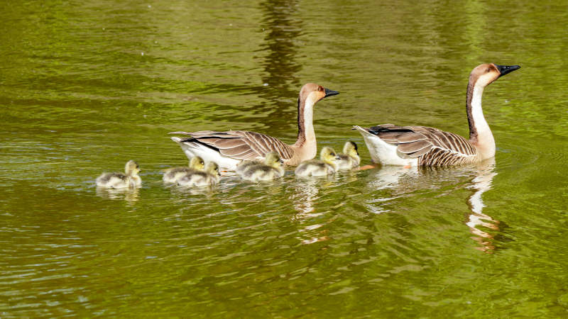 鹅妈妈与小鹅在水中游图片