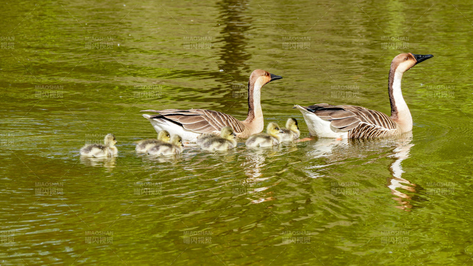 鹅妈妈与小鹅在水中游图片