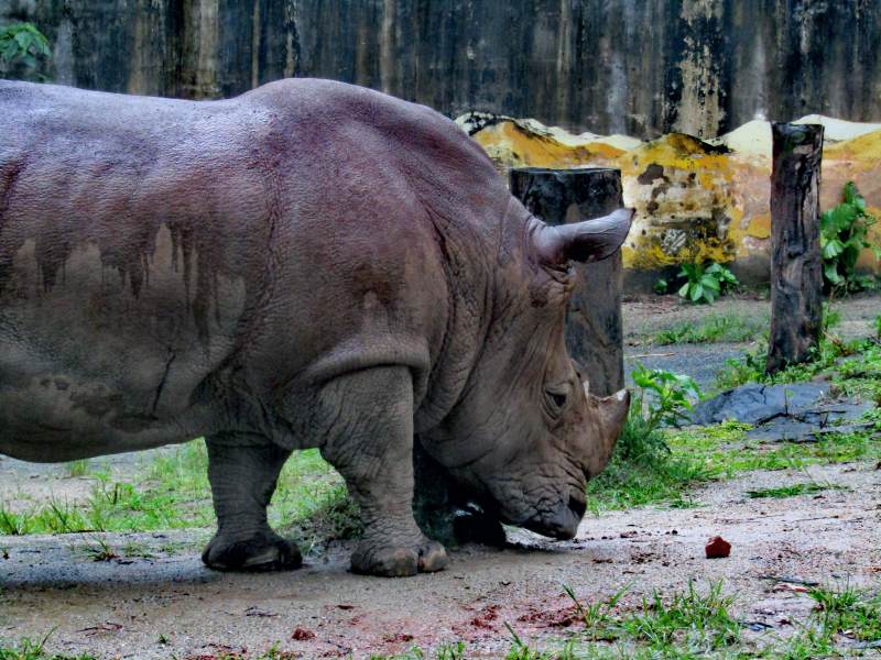 犀牛在动物园中漫步图片