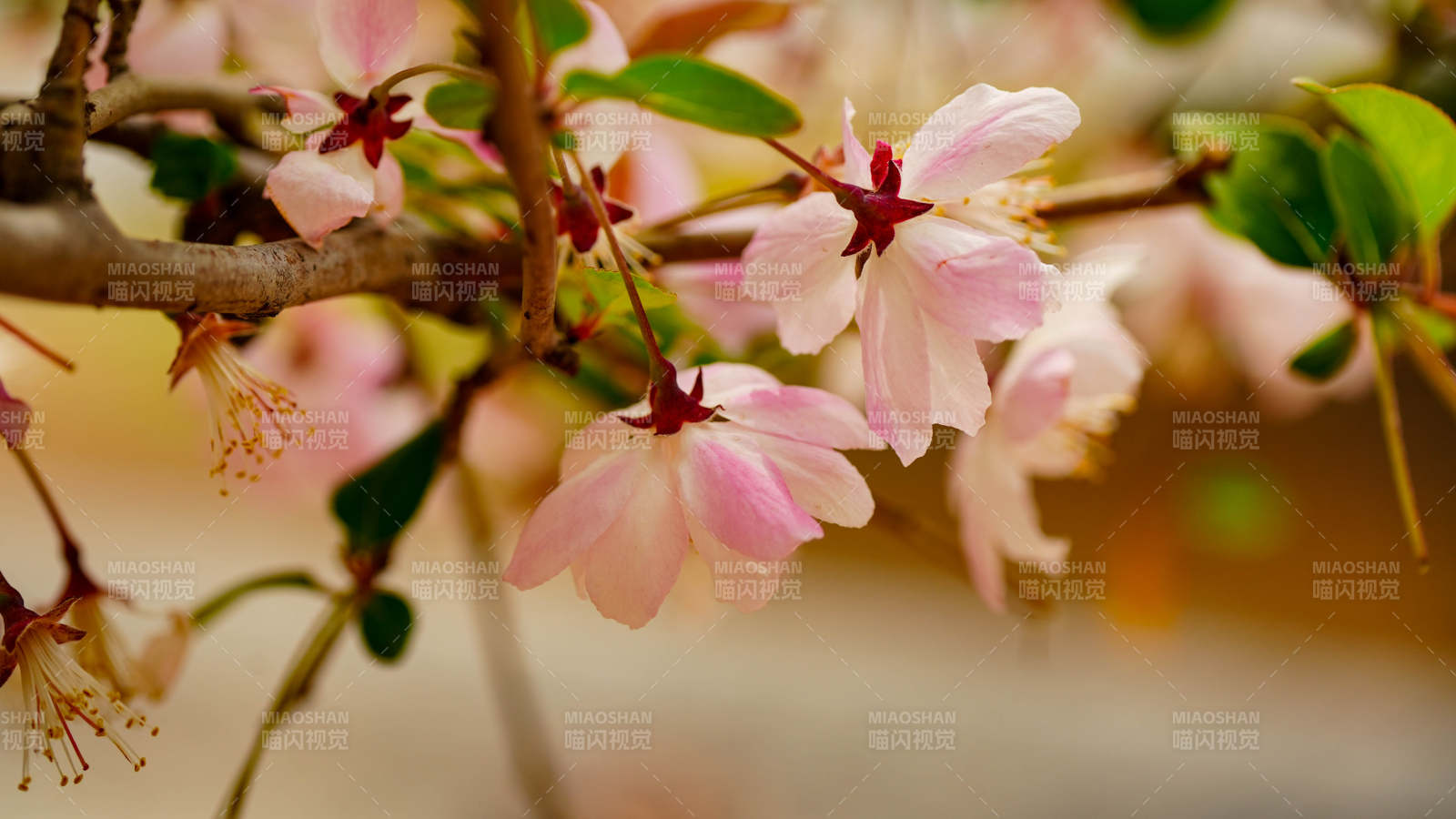 粉色海棠花绽放枝头图片
