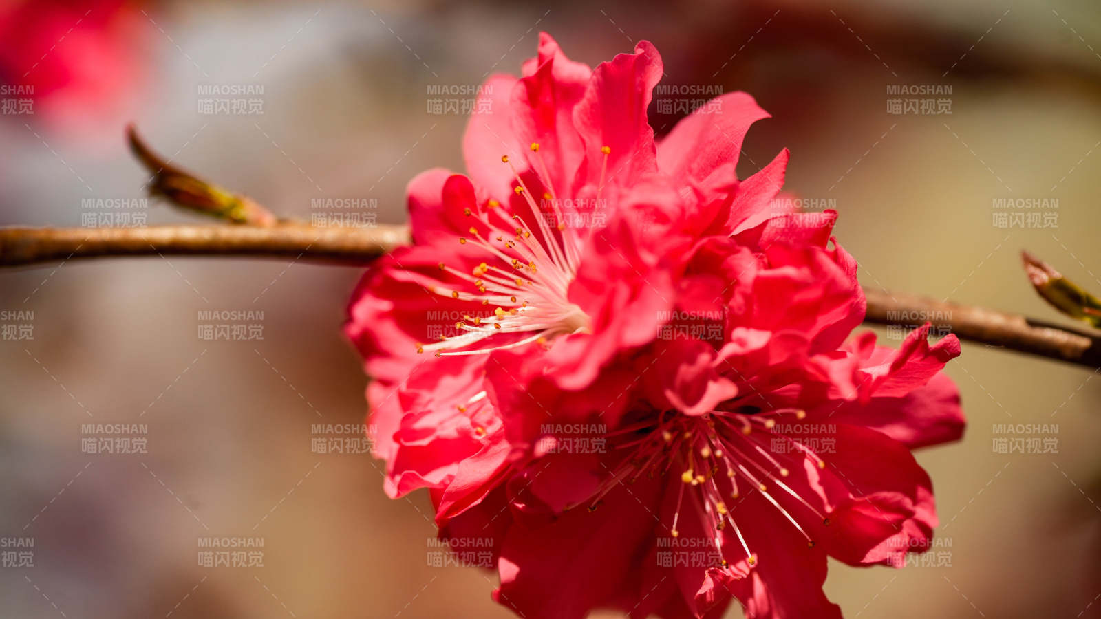 红艳桃花绽放枝头图片