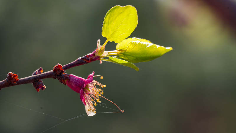 春日枝头新绿与花蕾图片