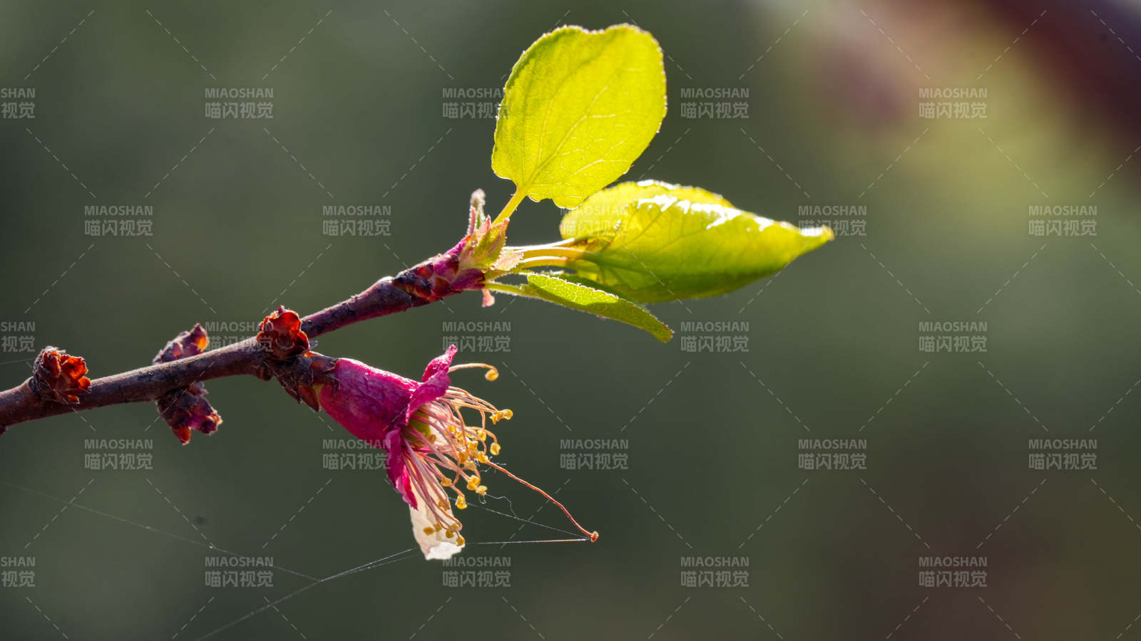 春日枝头新绿与花蕾图片