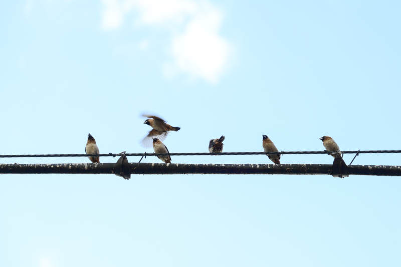 电线上的小鸟群图片