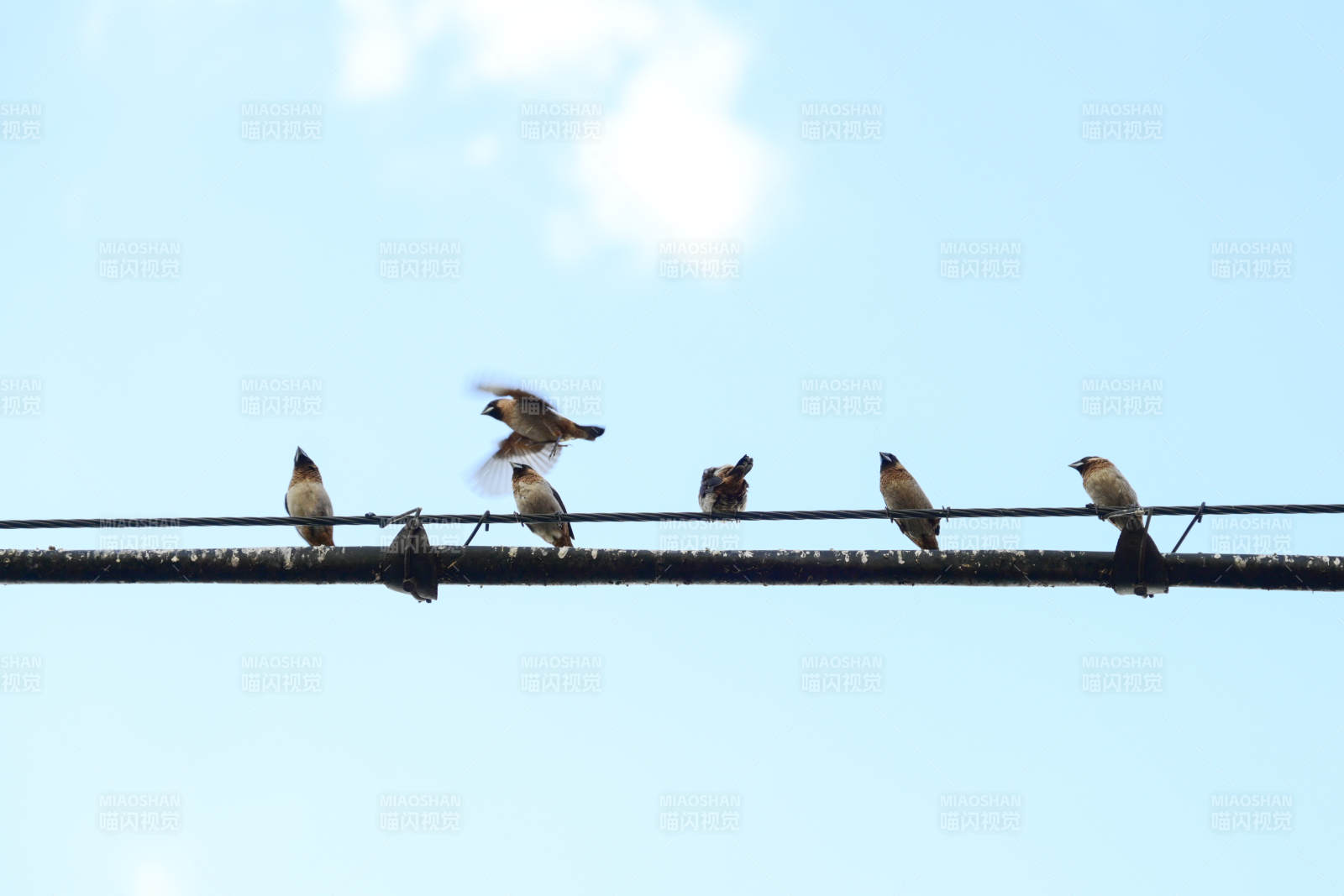 电线上的小鸟群图片