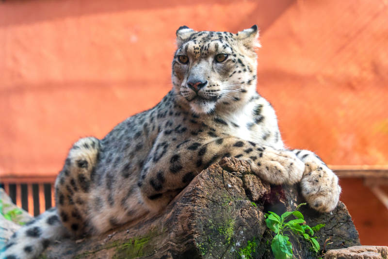 西宁野生动物园的雪豹图片