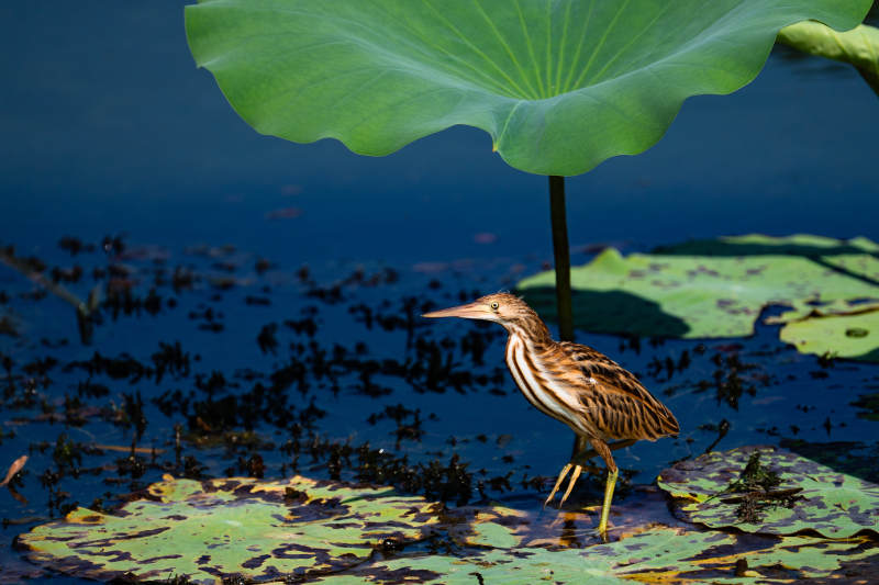 荷塘中的黄苇鳽图片