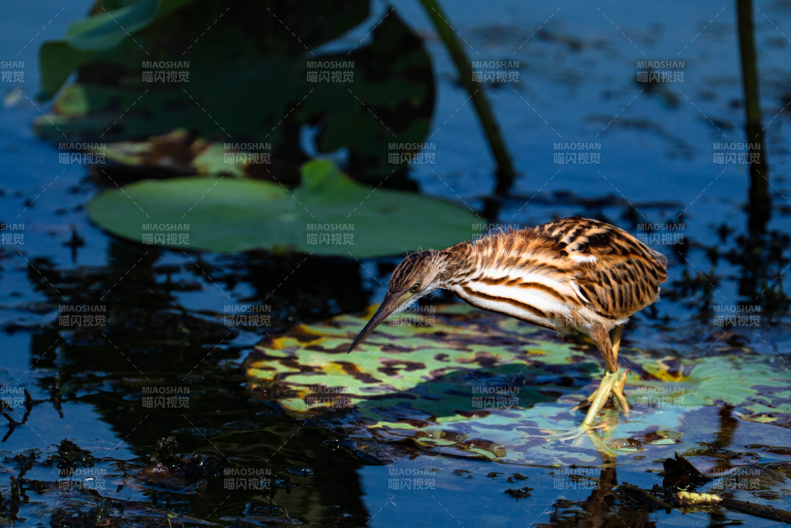 池塘中的苇鳽鸟图片
