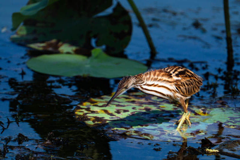 池塘中的苇鳽鸟图片