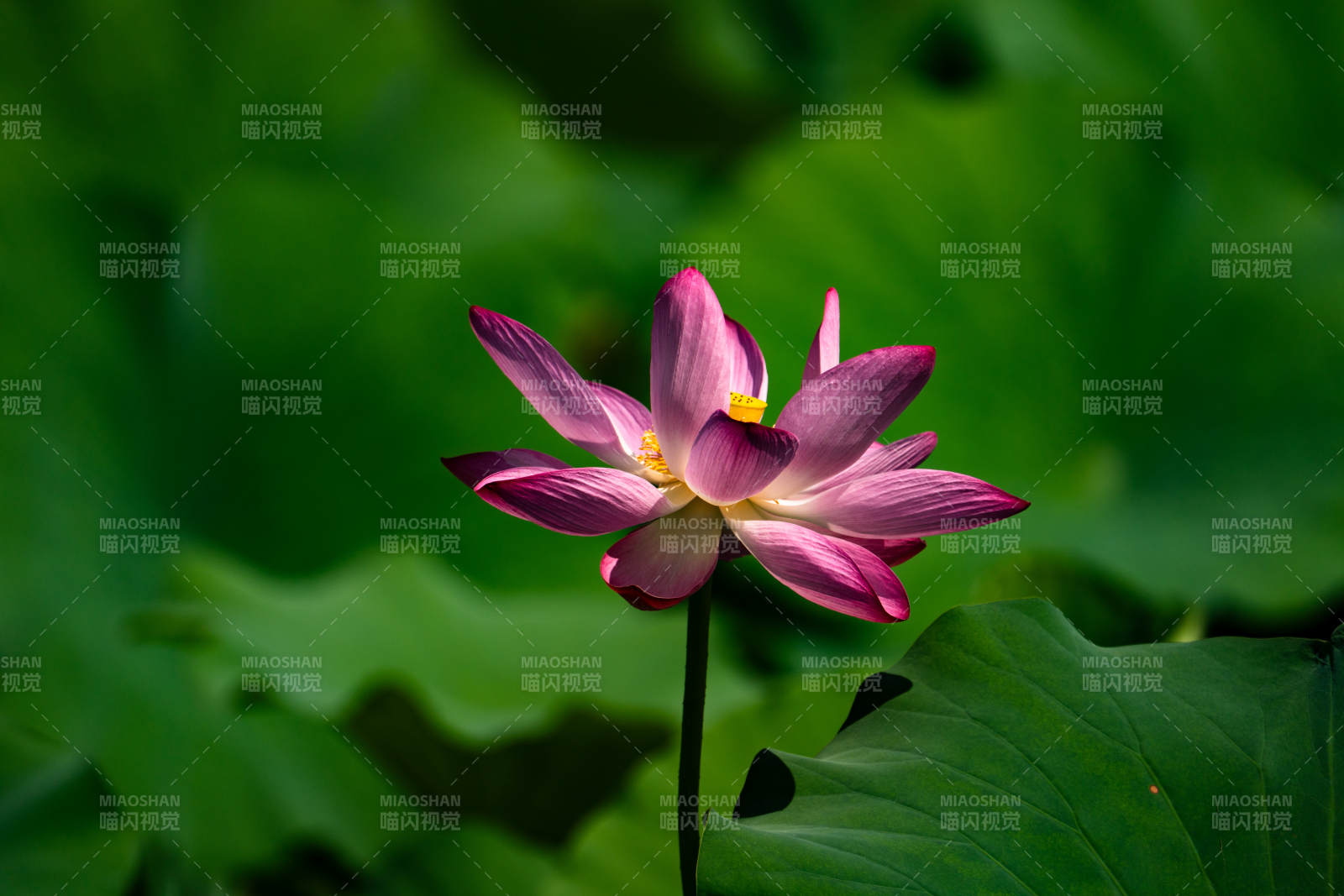 粉莲静绽绿叶间图片