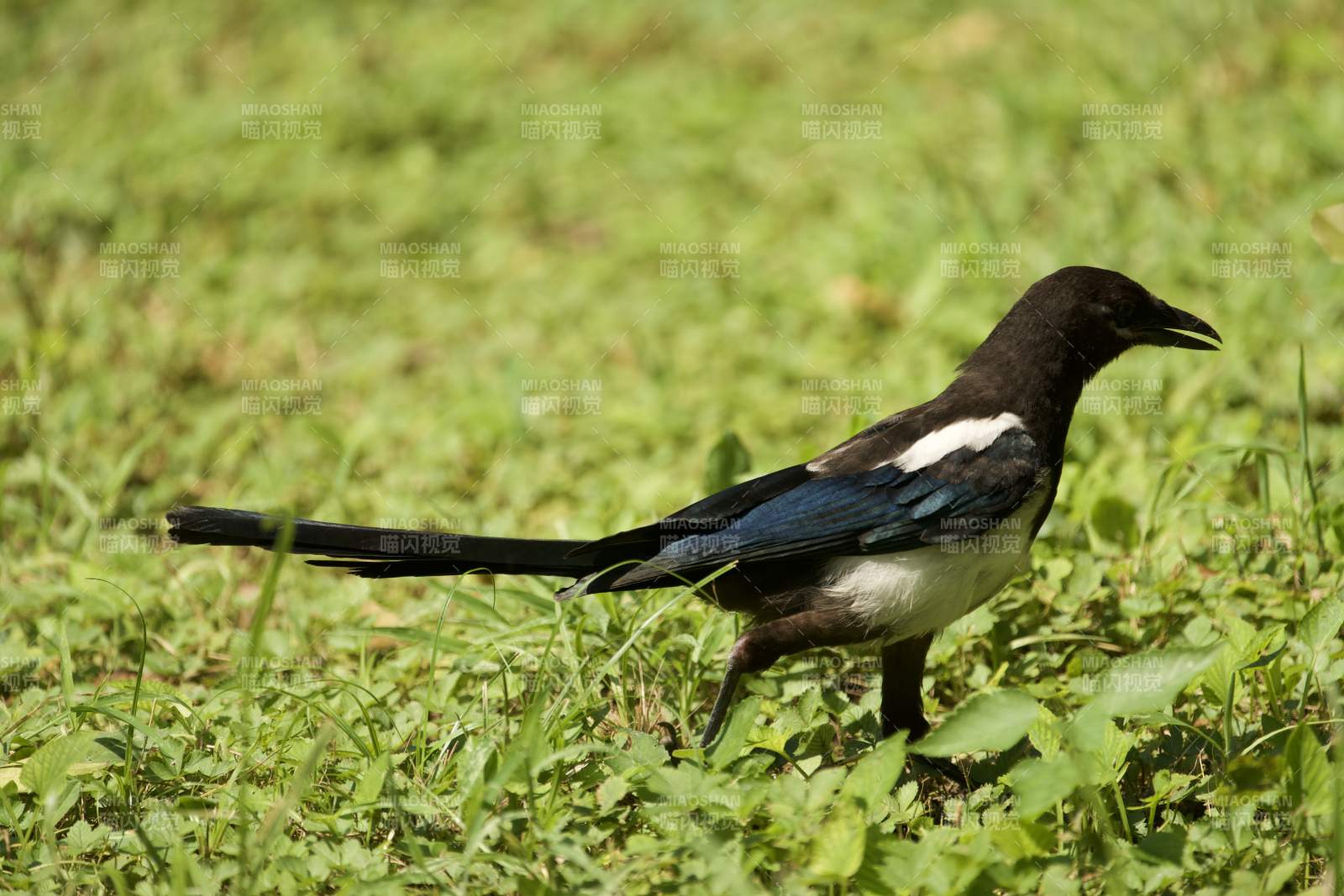 喜鹊在草地上觅食图片
