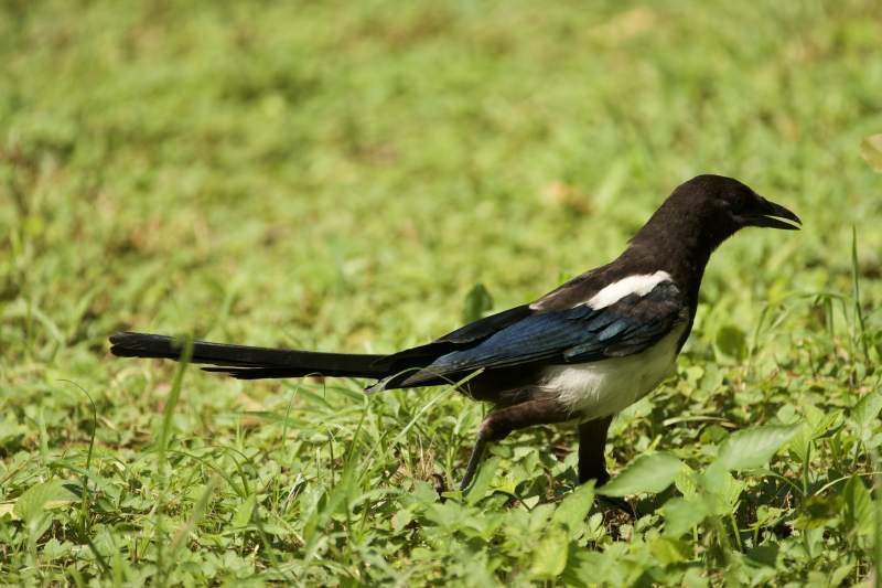喜鹊在草地上觅食图片