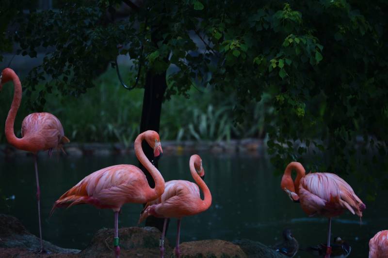 粉红火烈鸟静谧湖畔图片