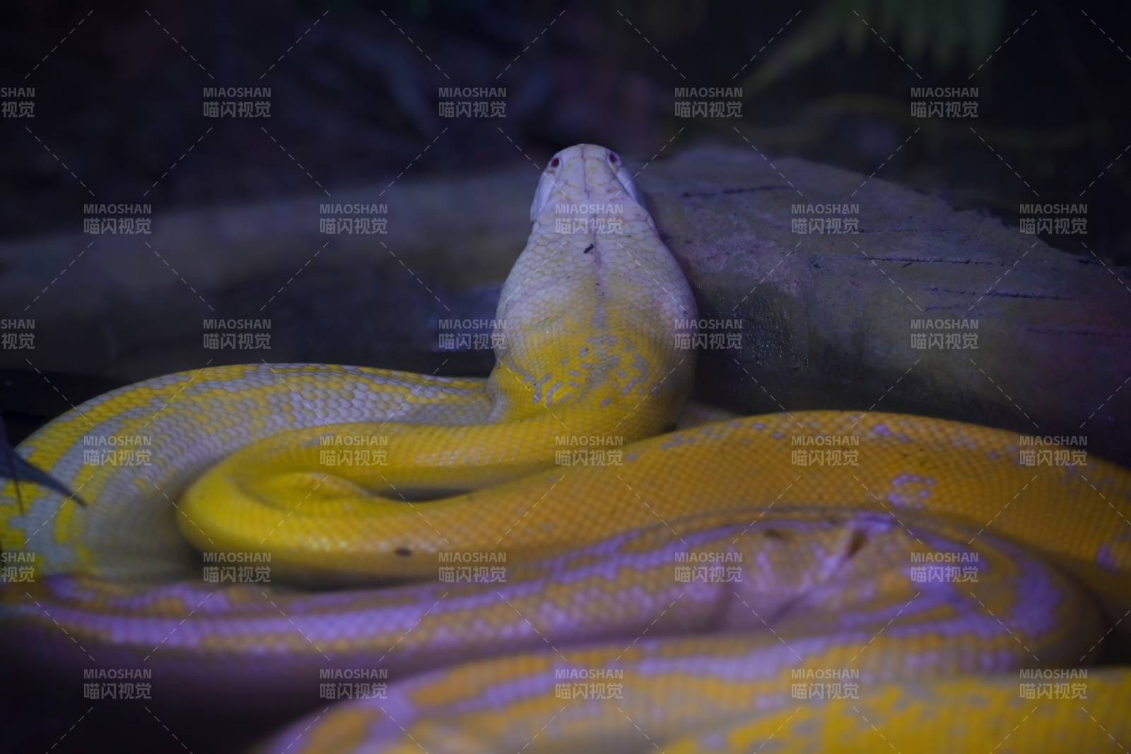 金色蟒蛇盘绕在岩石上图片