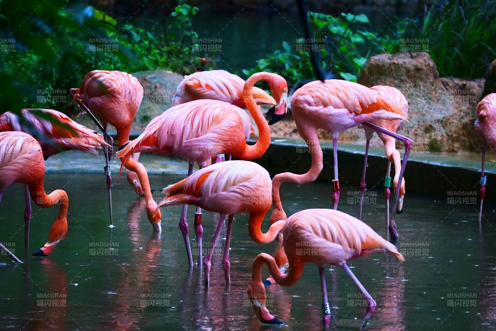 粉红火烈鸟群饮水图图片