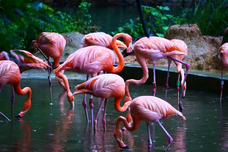 粉红火烈鸟群饮水图图片